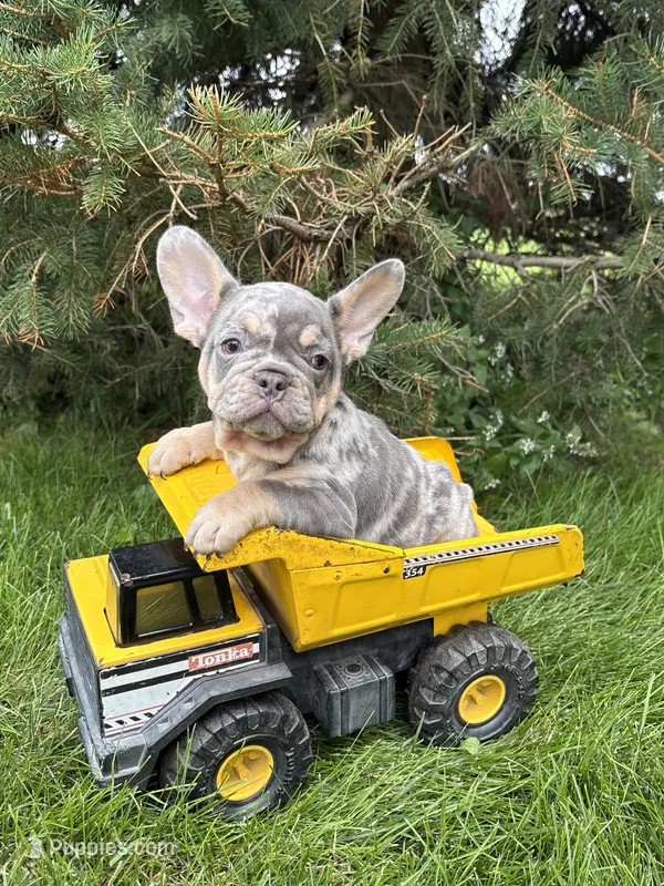 Clancy – French Bulldog puppy for sale in Middlebury, IN