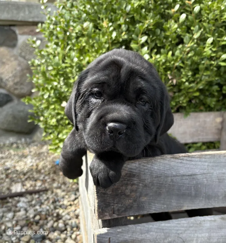 Ina – Chinese Shar-Pei, Cocker Spaniel puppy for sale in Middlebury, IN
