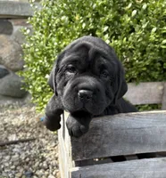 Ina, a female Chinese Shar-Pei and Cocker Spaniel for sale in Middlebury, IN – Photo 1 of 5