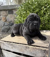 Ina, a female Chinese Shar-Pei and Cocker Spaniel for sale in Middlebury, IN – Photo 3 of 5
