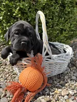Ina, a female Chinese Shar-Pei and Cocker Spaniel for sale in Middlebury, IN – Photo 5 of 5