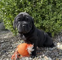 Ina, a female Chinese Shar-Pei and Cocker Spaniel for sale in Middlebury, IN – Photo 2 of 5