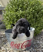 Ina, a female Chinese Shar-Pei and Cocker Spaniel for sale in Middlebury, IN – Photo 4 of 5