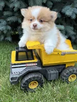 Kipp, a male Pomeranian for sale in Middlebury, IN – 2 of 4