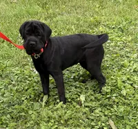 Ina, a female Cocker Spaniel and Miniature Shar-Pei for sale in Middlebury, IN – 3 of 5