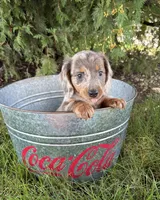 Cici, a female Dachshund for sale in Middlebury, IN – 5 of 5