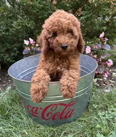 Benson, a male Miniature Goldendoodle for sale in Middlebury, IN – 3 of 4