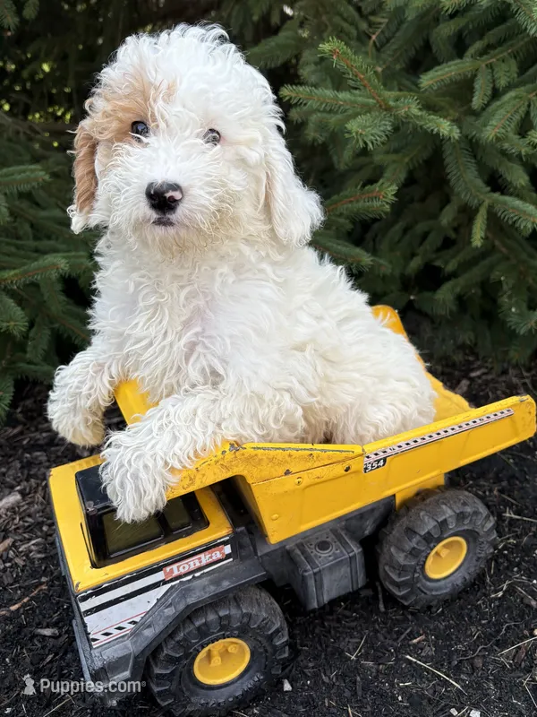 Cooper – Miniature Goldendoodle puppy for sale in Middlebury, IN