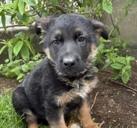 Simba, a male German Shepherd Dog for sale in Middlebury, IN – 1 of 4