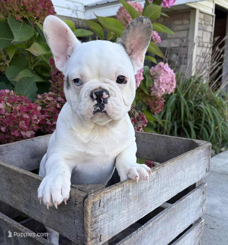 Leo – French Bulldog puppy for sale in Middlebury, IN