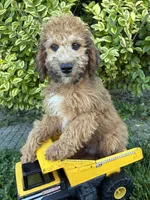 Hardy, a male Whoodle for sale in Middlebury, IN – 1 of 5