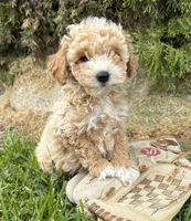 Jetta, a female Bichpoo for sale in Middlebury, IN – 1 of 4