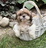 Clover, a female Shih Tzu for sale in Middlebury, IN – 2 of 5