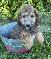 Hazel, a female Whoodle for sale in Middlebury, IN – 2 of 4