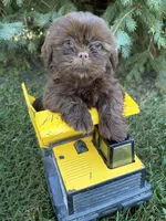 Luke, a male Shih Tzu for sale in Middlebury, IN – 2 of 4