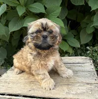 Carrli, a female Shih Tzu for sale in Middlebury, IN – 5 of 5