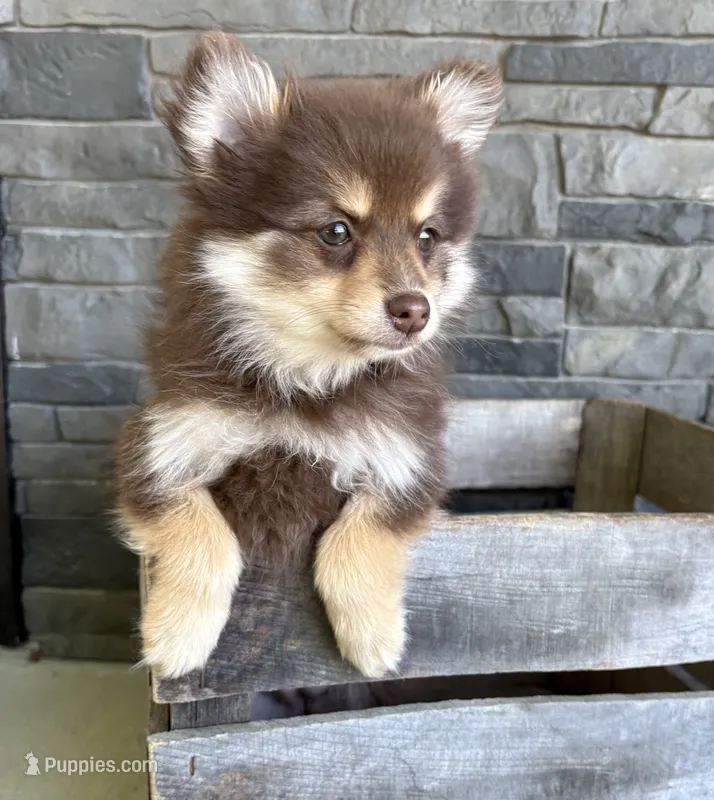 KitKat  – Pomeranian puppy for sale in Middlebury, IN