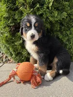 Bridget, a female Bernese Mountain Dog for sale in Middlebury, IN – 4 of 4