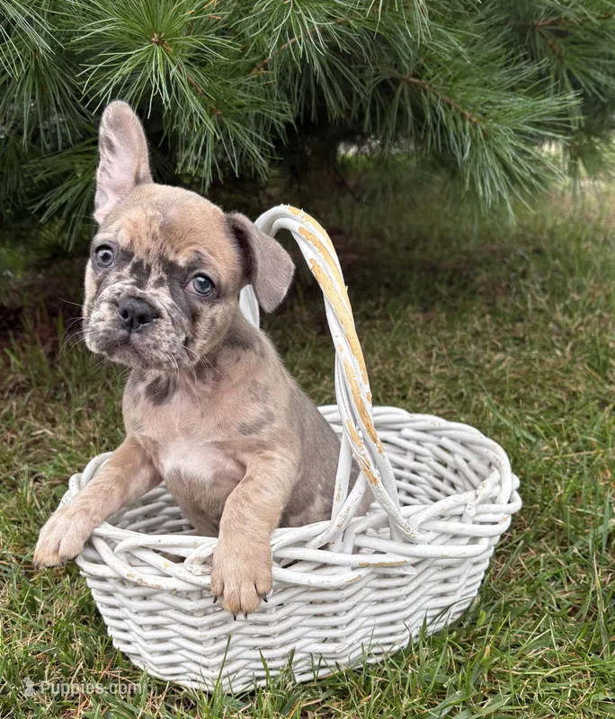 Dixie  – French Bulldog puppy for sale in Middlebury, IN