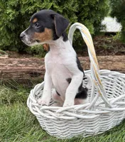 Stetson , a male Jack Russell Terrier and Rat Terrier for sale in Middlebury, IN – 3 of 4