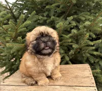 Jackson, a male Shih Tzu for sale in Middlebury, IN – 3 of 4