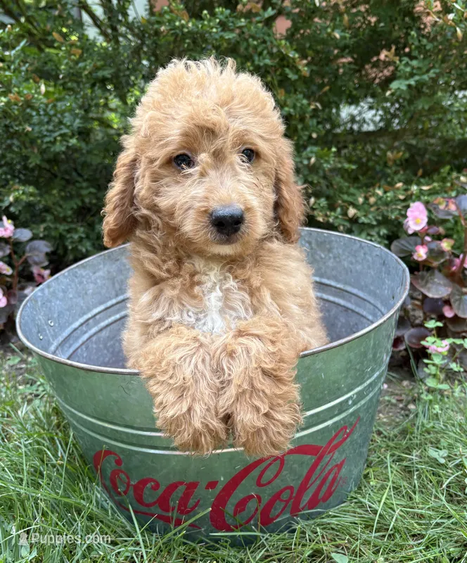 Bennett – Miniature Goldendoodle puppy for sale in Middlebury, IN