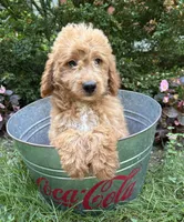 Bennett, a male Miniature Goldendoodle for sale in Middlebury, IN – 1 of 4