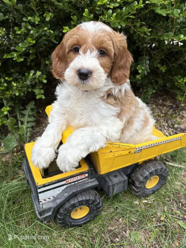 Anson – Miniature Goldendoodle puppy for sale in Middlebury, IN