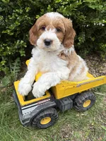 Anson, a male Miniature Goldendoodle for sale in Middlebury, IN – 1 of 4