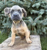 Dakota fluffy, a female French Bulldog for sale in Middlebury, IN – 2 of 4