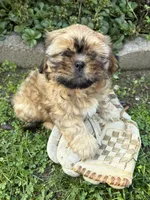 Carrli, a female Shih Tzu for sale in Middlebury, IN – 2 of 5