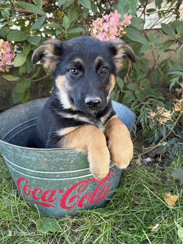 Darcy – German Shepherd Dog puppy for sale in Middlebury, IN