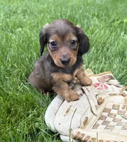 River , a female Dachshund for sale in Middlebury, IN – 3 of 4