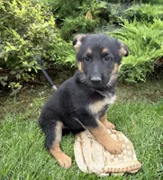 Dolly, a female German Shepherd Dog for sale in Middlebury, IN – 5 of 5
