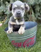 Diesel fluffy, a male French Bulldog for sale in Middlebury, IN – 3 of 5