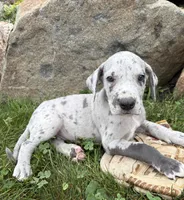 Emmett, a male Great Dane for sale in Middlebury, IN – 4 of 4