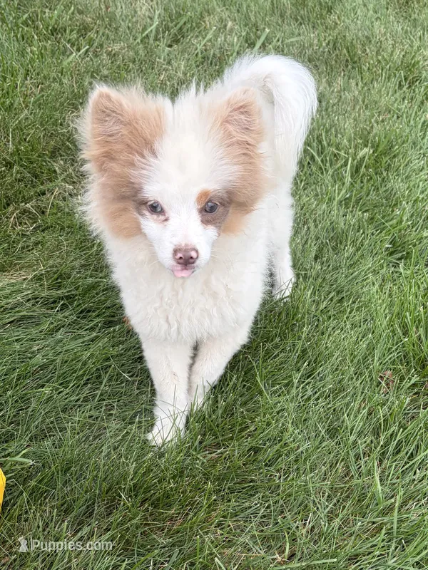 Oliver – Pomeranian puppy for sale in Middlebury, IN