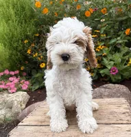 Jenson, a male Cockapoo for sale in Middlebury, IN – 3 of 5