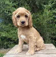 Jasper, a male Cocker Spaniel for sale in Middlebury, IN – 4 of 4