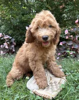 Brooke , a female Miniature Goldendoodle for sale in Middlebury, IN – 4 of 4