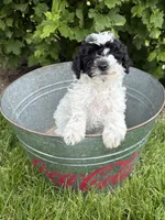 Poppy , a female Poodle - Miniature  for sale in Middlebury, IN – 3 of 4