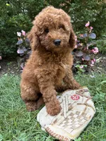 Benson, a male Miniature Goldendoodle for sale in Middlebury, IN – 4 of 4