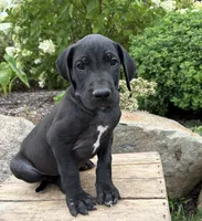 Eloise, a female Great Dane for sale in Middlebury, IN – 2 of 4