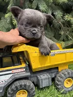 Malone, a male French Bulldog for sale in Middlebury, IN – Photo 4 of 4