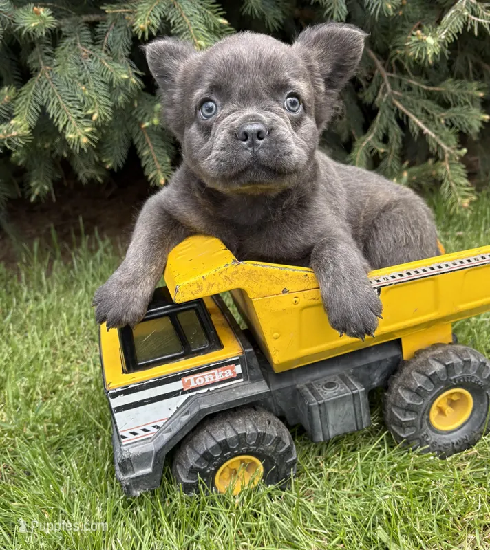 Malone – French Bulldog puppy for sale in Middlebury, IN