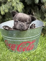 Malone, a male French Bulldog for sale in Middlebury, IN – Photo 2 of 4