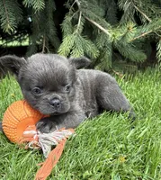 Malone, a male French Bulldog for sale in Middlebury, IN – Photo 3 of 4