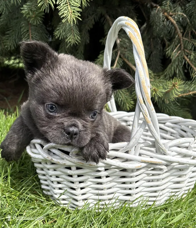 Malone – French Bulldog puppy for sale in Middlebury, IN