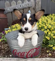 Nora, a female Pembroke Welsh Corgi for sale in Middlebury, IN – 4 of 4