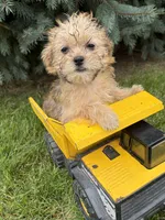 Albert, a male Morkie for sale in Middlebury, IN – 4 of 5